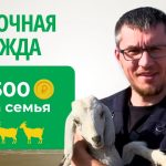 Заставка для - Проект «Молочная надежда» — продолжение добрых дел в Чаде